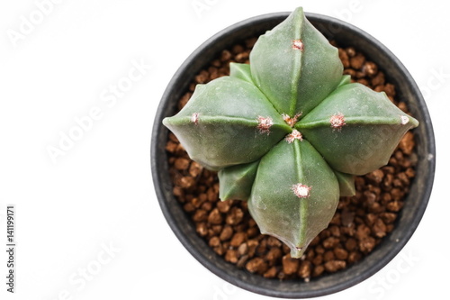 Star Cactus (Astrophytum Myriostigma cv. Fukuryu)