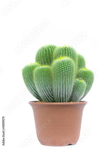 Obraz na płótnie Eriocactus leninghausii, Cactus w salonie