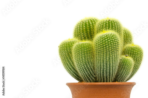 Obraz na płótnie Eriocactus leninghausii, Cactus w salonie