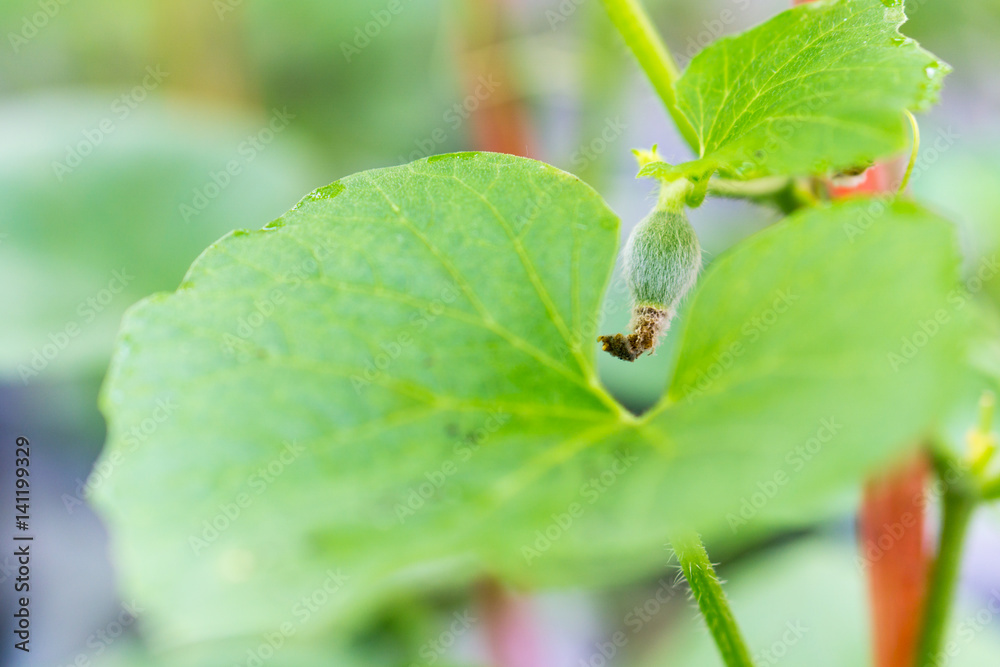 Fototapeta premium yong melon seeding damage by insect
