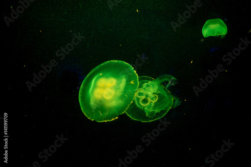 Moon jelly fish in aquarium © alice_photo