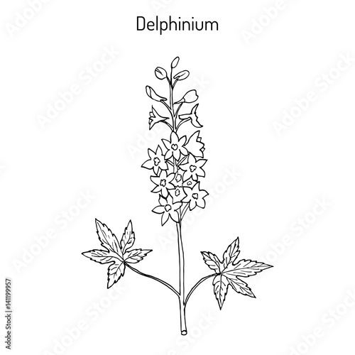 Alpine delphinium Delphinium elatum , or candle larkspur - ornamental and medicinal plant
