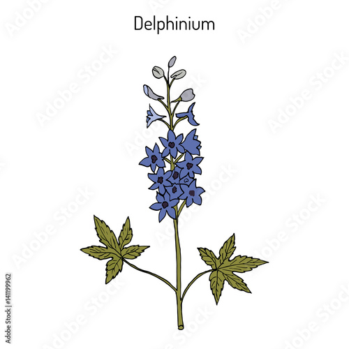 Alpine delphinium Delphinium elatum , or candle larkspur - ornamental and medicinal plant