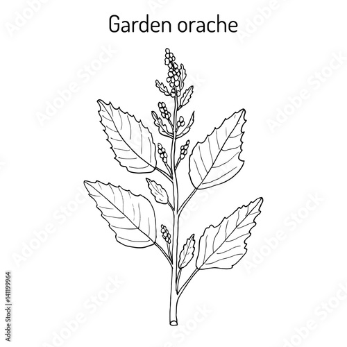 Garden orache Atriplex hortensis , or red arrach, French spinach © foxyliam