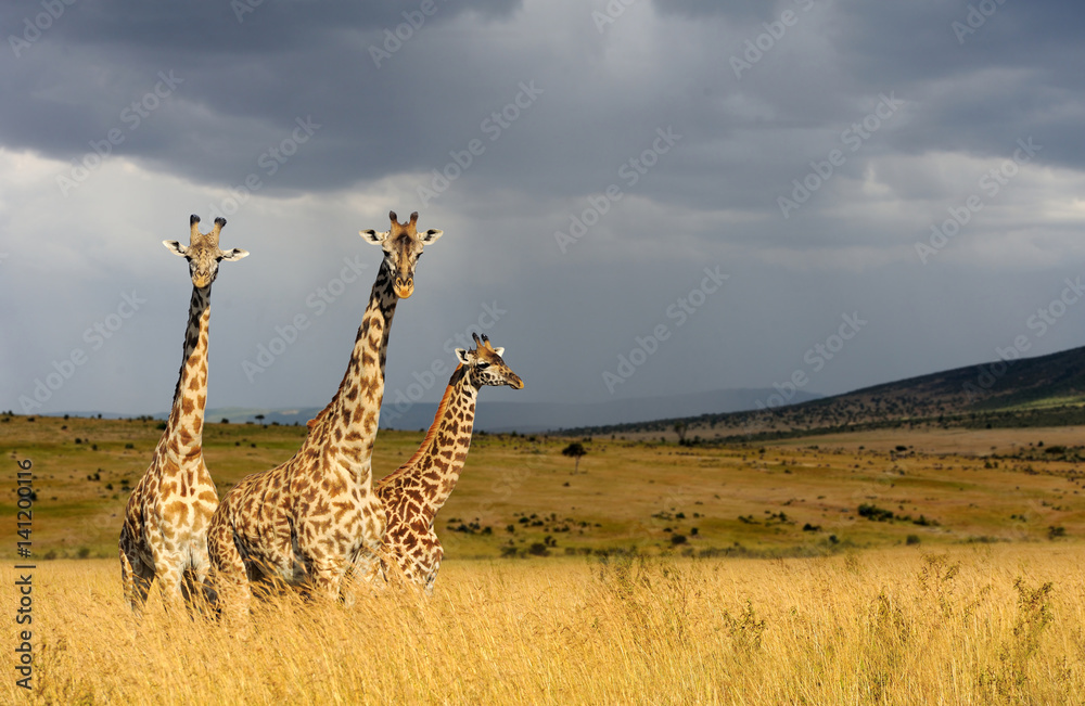 Naklejka premium Giraffe in National park of Kenya