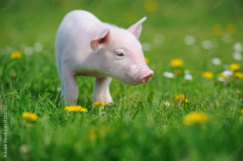 Piglet Piglet