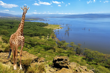 Leinwandbilder Giraffe Giraffe im Nationalpark Kenias  © byrdyak