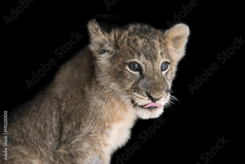 Lion cub on black background © byrdyak