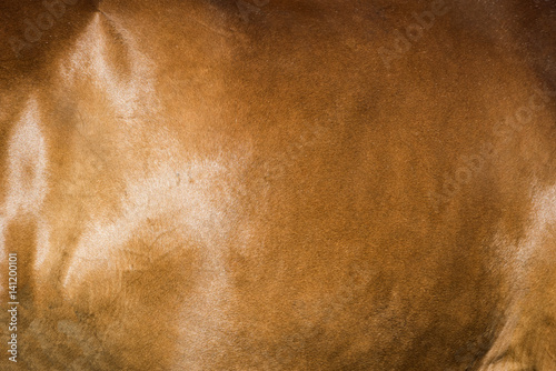 Horse skin texture © byrdyak