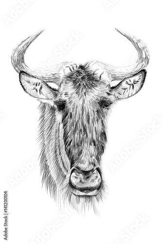 Portrait of widebeest drawn by hand in pencil