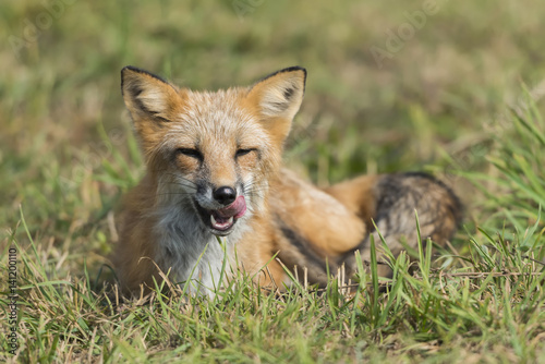 Red fox in nature (Vulpes vulpes) © byrdyak