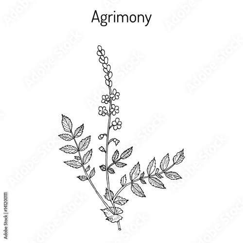 Medicinal plant - common agrimony agrimonia eupatoria 