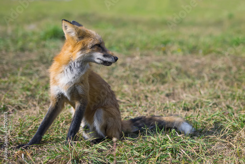 Red fox in nature (Vulpes vulpes)
