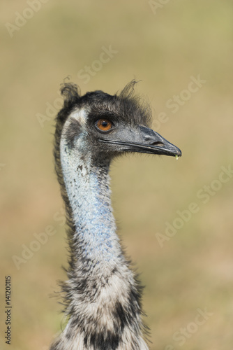 Ostrich bird head