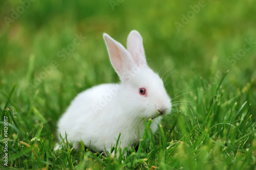 Baby white rabbits in grass