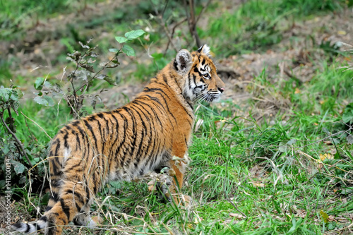 Tiger cub in grass