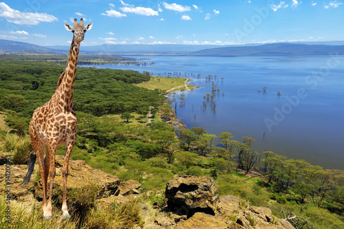 Close giraffe in National park of Kenya
