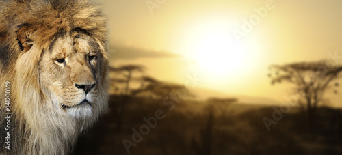 Fototapeta Naklejka Na Ścianę i Meble -  Lion portrait at sunset
