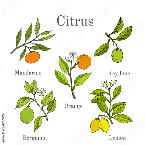 Set of different citrus branches with fruits and leaves