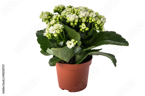 Kalanchoe calandiva (white flowers) in flowerpot isolated on white background photo