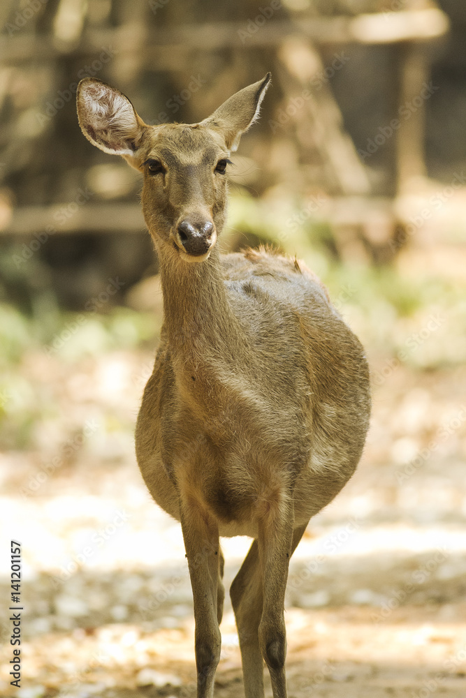 Sambar deer Sambar deer