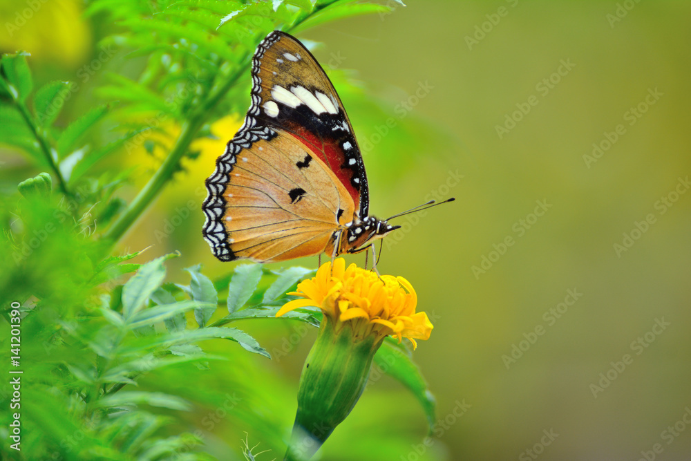 Fototapeta premium Butterfly on yellow marigold close up in summer.