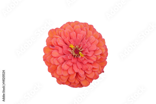 Beautiful red zinnia flower in white isolated background