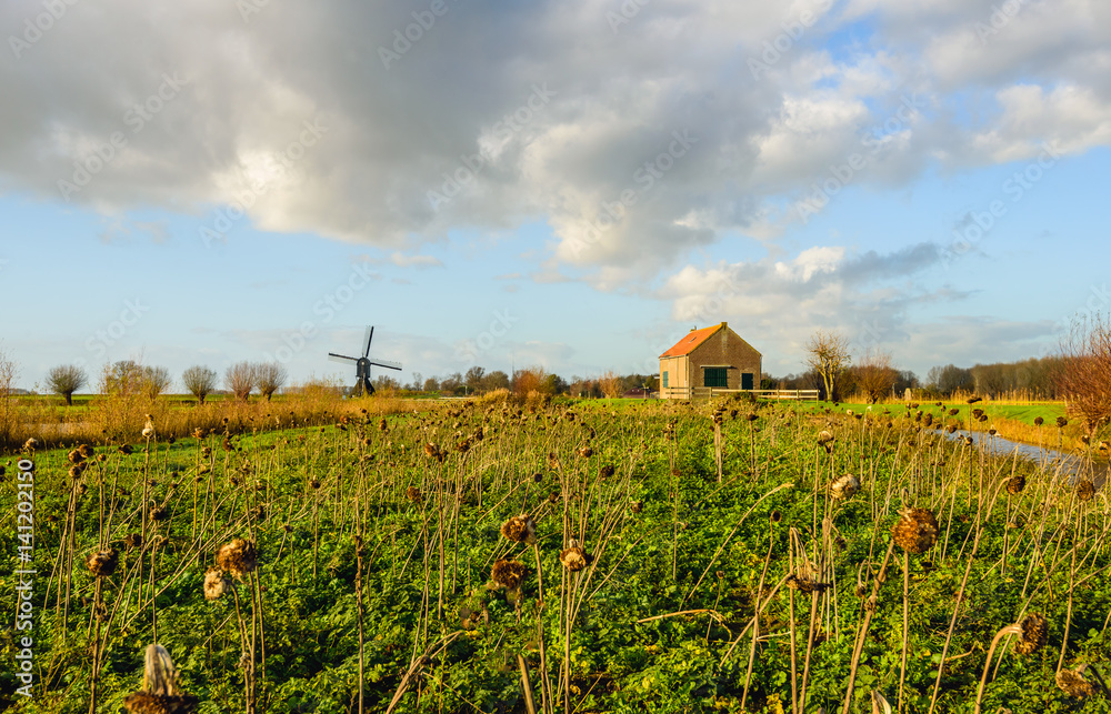 Picturesque landscape with overblown sunflowers in the foreground Picturesque landscape with overblown sunflowers in the foreground