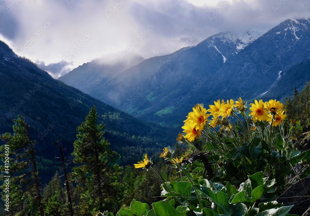 Fototapeta premium Arnica sunflowers in mountains. Cascade Mountains near Seattle and Leavernworth. Washington State. United States.