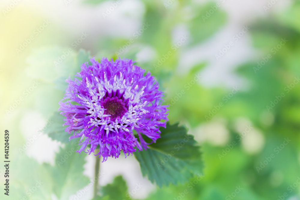 Obraz premium Lovely violet colour blossom flower Queen Anne's Thistle