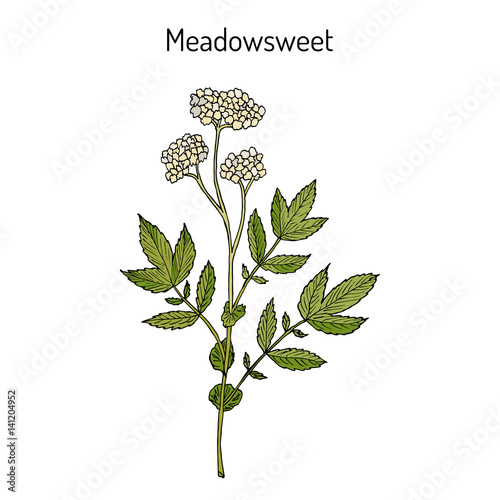 Meadowsweet Filipendula ulmaria , medicinal plant