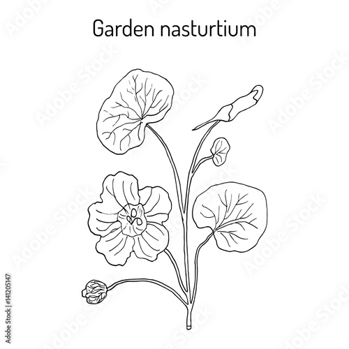 Photography Garden nasturtium Tropaeolum majus , or Indian, or monks cress