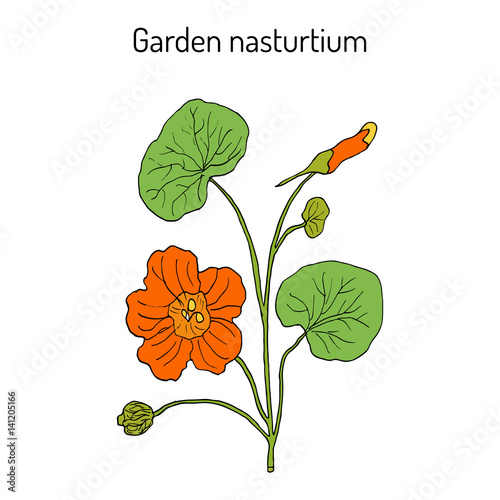 Garden nasturtium Tropaeolum majus , or Indian, or monks cress. Ornamental and medicinal plant