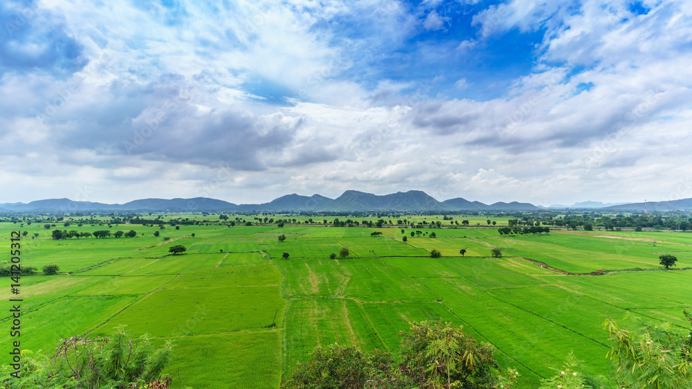 Paddy fields in countryside , Thailand