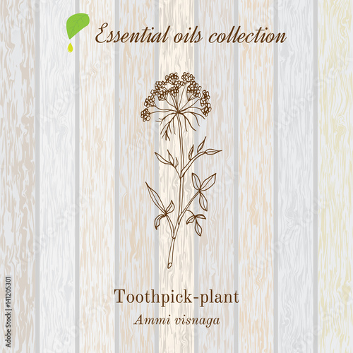 Pure essential oil collection, toothpeak-plant, ammi visnaga. Wooden texture background photo