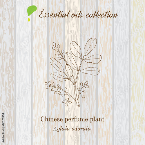 Pure essential oil collection, chinese perfume plant, aglaia odorata photo