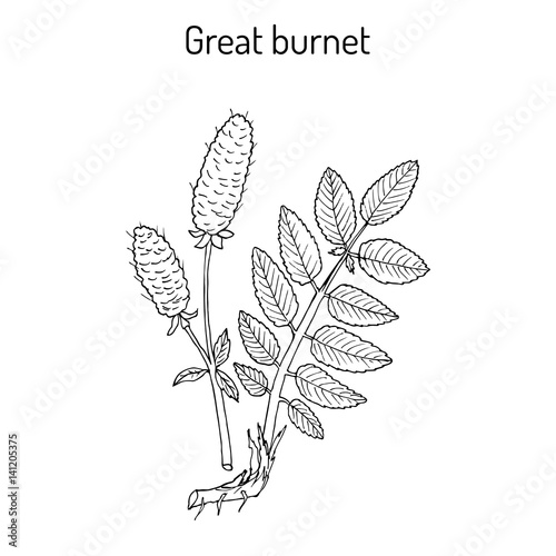 Great burnet Sanguisorba officinalis , medicinal plant