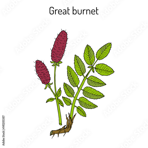 Great burnet Sanguisorba officinalis , medicinal plant