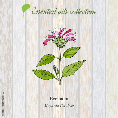 Pure essential oil collection, bee balm. Wooden texture background.
