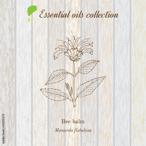 Pure essential oil collection, bee balm. Wooden texture background.