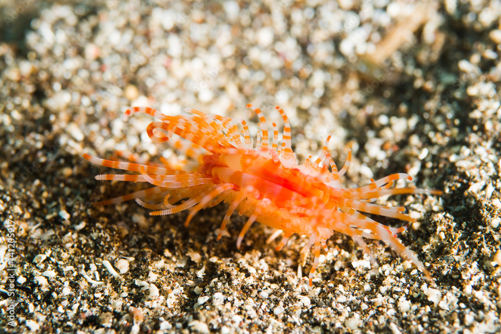 Undersea, Underwater life, fish, shoal, coral Undersea, Underwater life, fish, shoal, coral