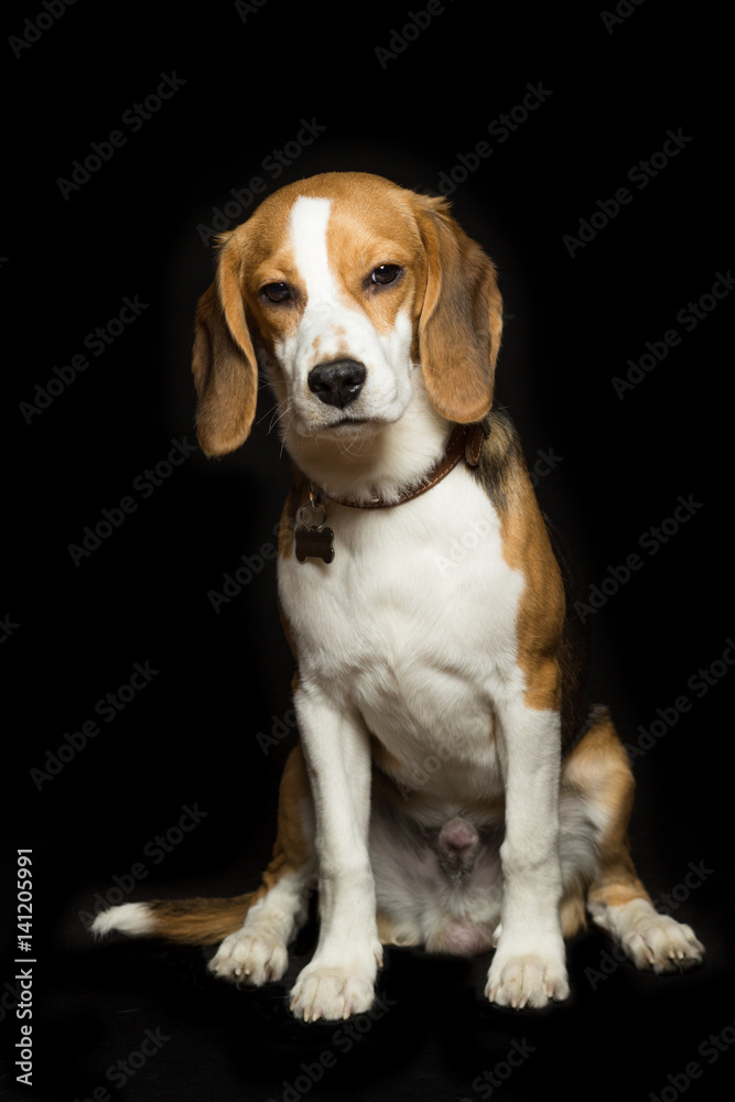 A sad beagle puppy is sitting, isolated on black.