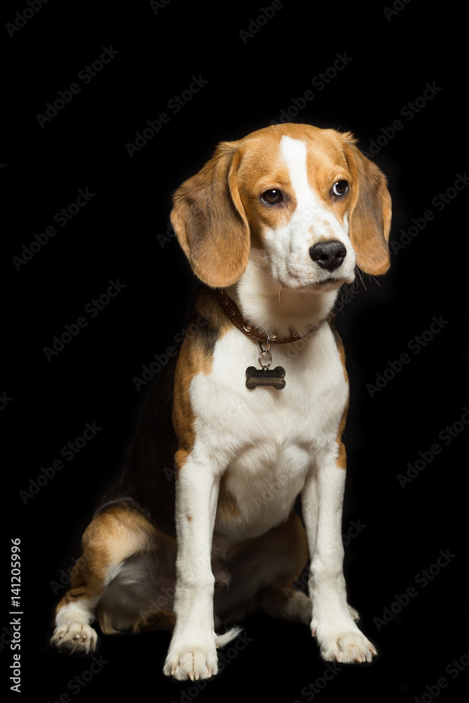 A sad beagle puppy is sitting, isolated on black.