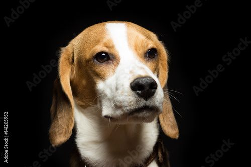 Portrait of a sad beagle puppy, isolated on black.