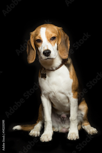 A sad beagle puppy is sitting, isolated on black. © fast_9