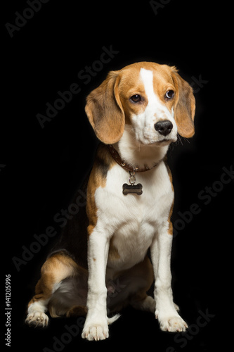 A sad beagle puppy is sitting, isolated on black.