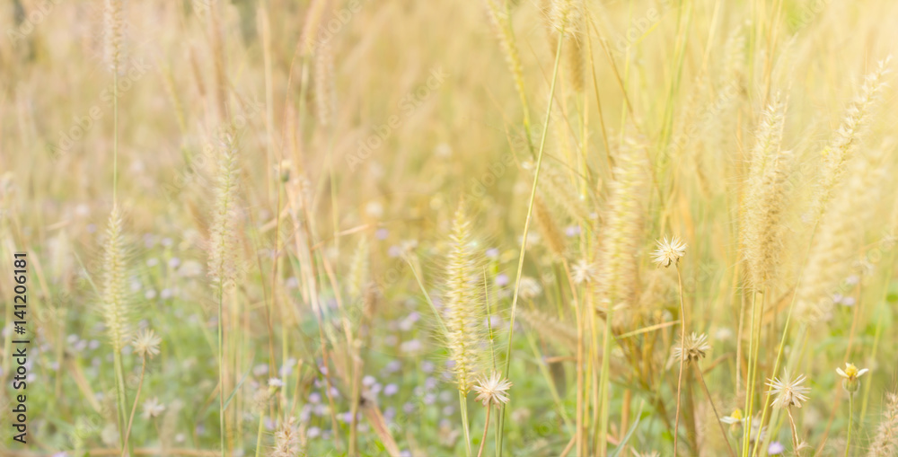 Bluured background grass flower field