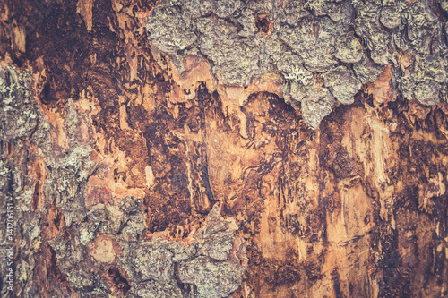 Tree bark texture. Wooden texture. Toning photo