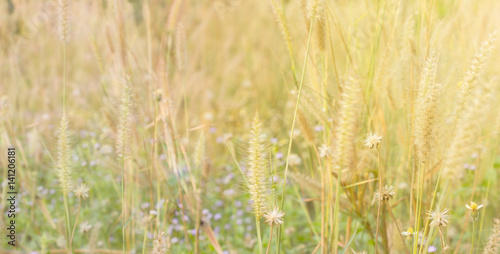 Bluured background grass flower field