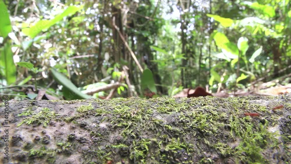 Leaf cutter ants march along a fallen log while carrying their cut leaves (in the Peruvian Amazon) Leaf cutter ants march along a fallen log while carrying their cut leaves (in the Peruvian Amazon)